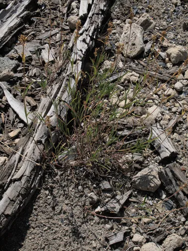 ash beardtongue