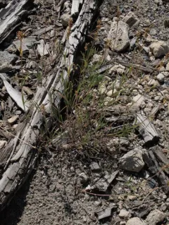 ash beardtongue thumbnail 1