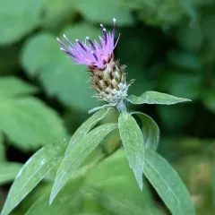 Tyrol knapweed thumbnail 1