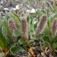 arctic willow thumbnail 4