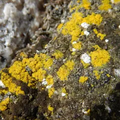 Common Goldspeck thumbnail 2