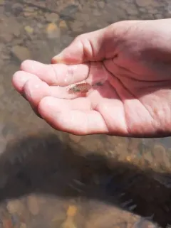 Ametropus ammophilus thumbnail 2