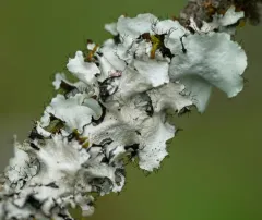 Arnold's Parmotrema Lichen thumbnail 3