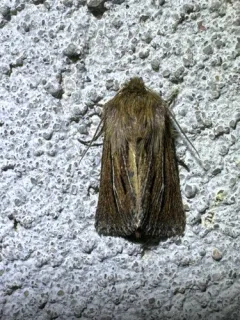 Hypocoena basistriga thumbnail 2