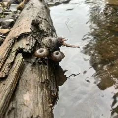 brown goblet thumbnail 4