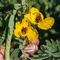 partridge pea thumbnail 4