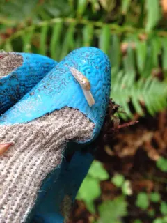 Warty Jumping-slug thumbnail 4