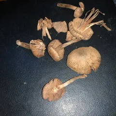 torn fibrecap thumbnail 1