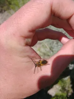 Punctured Long-horned Beetle thumbnail 2