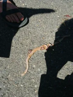 Desert Nightsnake thumbnail 4