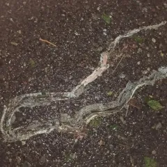 Striped Whipsnake thumbnail 4