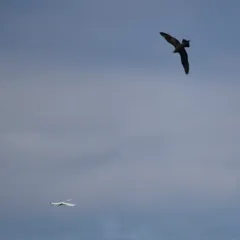 Parasitic Jaeger thumbnail 4