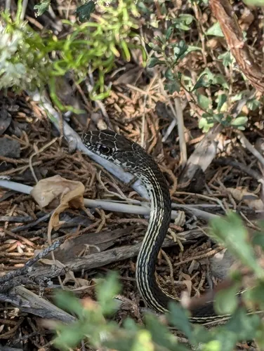 Striped Whipsnake