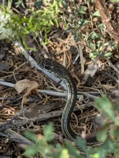 Striped Whipsnake thumbnail 1