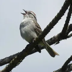Chipping Sparrow thumbnail 4