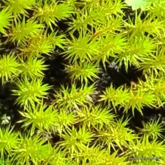 Bog Haircap Moss thumbnail 1