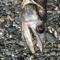 Longnose Lancetfish thumbnail 2