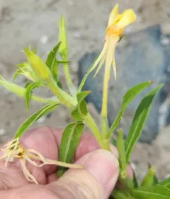 Oakes' Evening-primrose thumbnail 3