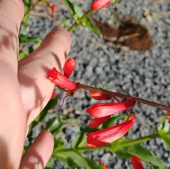 firecracker penstemon thumbnail 4
