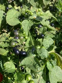 Garden Huckleberry thumbnail 2