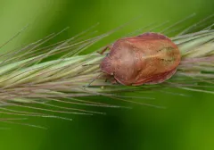 Eurygaster amerinda thumbnail 2