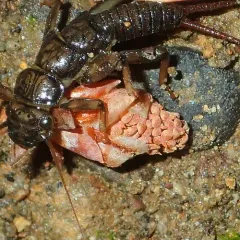 Western Stonefly thumbnail 4