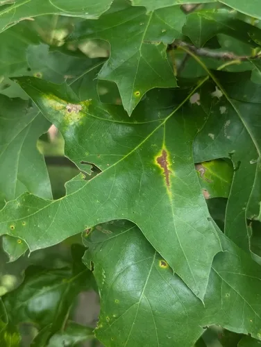 Oak Anthracnose
