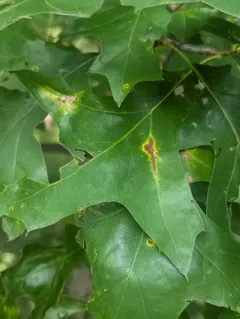 Oak Anthracnose thumbnail 1