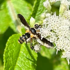 Trichopoda plumipes thumbnail 3