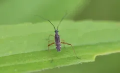 Collaria oculata thumbnail 3