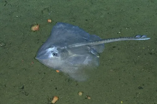 Whitebrow Skate