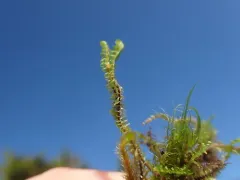 Orkney Notchwort thumbnail 1