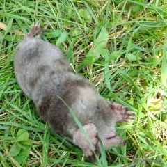 Eastern Mole thumbnail 2
