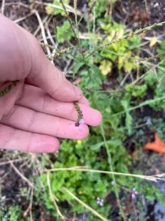 Common vervain thumbnail 3