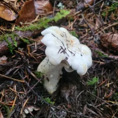 White Chanterelle thumbnail 2
