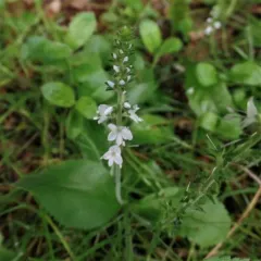 heath speedwell thumbnail 3