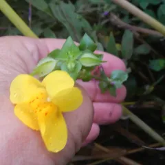 Scouler's Monkeyflower thumbnail 4