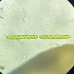 Spirotaenia condensata thumbnail 1