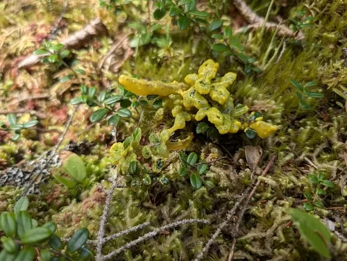 Badhamia lilacina
