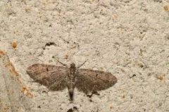 Eupithecia perfusca thumbnail 3