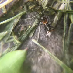 Fall Field Cricket thumbnail 4