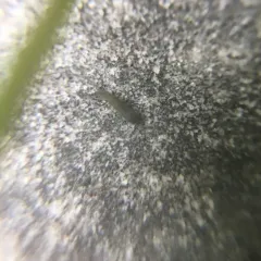 Isotoma viridis thumbnail 3