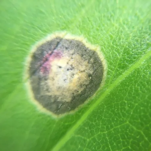Asteromyia Gall Midge Fungus