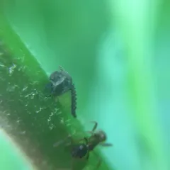 Wide-footed Treehopper thumbnail 2