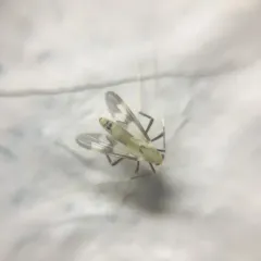 Stenochironomus hilaris thumbnail 2