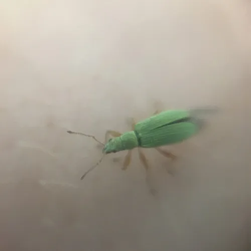 Pale Green Weevil