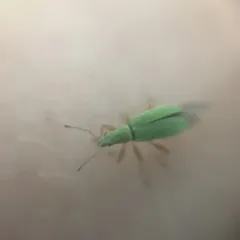 Pale Green Weevil thumbnail 1