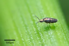 Lepidocyrtus fimicolus thumbnail 2