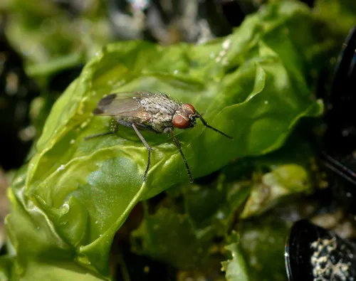 Fucellia apicalis