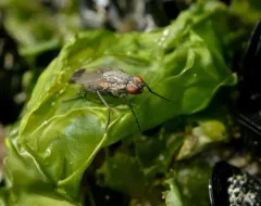 Fucellia apicalis thumbnail 1